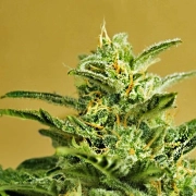 Low Girl Auto Cannabisblüte – gewachsen aus Automatic Hanfsamen von Advanced Seeds