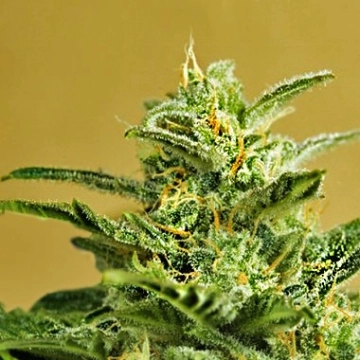 Low Girl Auto Cannabisblüte – gewachsen aus Automatic Hanfsamen von Advanced Seeds