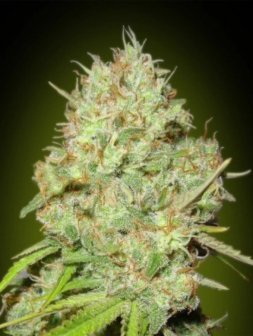 Shark Widow Cannabisblüte – gewachsen aus Feminisierte Hanfsamen von Advanced Seeds