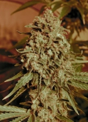 Somango Widow Cannabisblüte – gewachsen aus Feminisierte Hanfsamen von Advanced Seeds