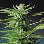 Sweet Dwarf Auto Cannabisblüte – gewachsen aus Automatic Hanfsamen von Advanced Seeds