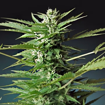 Sweet Dwarf Auto Cannabisblüte – gewachsen aus Automatic Hanfsamen von Advanced Seeds