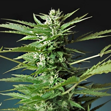 Sweet Dwarf Auto Cannabisblüte – gewachsen aus Automatic Hanfsamen von Advanced Seeds