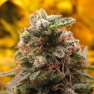 Top 69 Auto Cannabisblüte – gewachsen aus Automatic Hanfsamen von Advanced Seeds