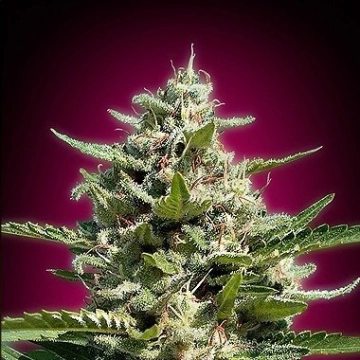 White Kush Cannabisblüte – gewachsen aus Feminisierte Hanfsamen von Advanced Seeds