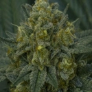 Auto Blackberry Moonrocks Cannabisblüte – gewachsen aus Automatic Hanfsamen von Anesia Seeds