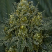 Auto Blackberry Moonrocks Cannabisblüte – gewachsen aus Automatic Hanfsamen von Anesia Seeds