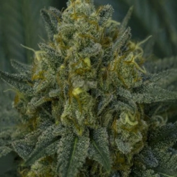 Auto Blackberry Moonrocks Cannabisblüte – gewachsen aus Automatic Hanfsamen von Anesia Seeds