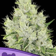 Auto Lemongrass Cannabisblüte – gewachsen aus Automatic Hanfsamen von Anesia Seeds