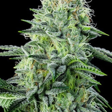 Auto Strawberry Banana Cannabisblüte – gewachsen aus Automatic Hanfsamen von Anesia Seeds