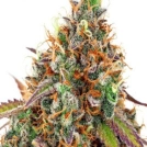 Cherry Kiss Cannabisblüte – gewachsen aus Feminisierte Hanfsamen von Anesia Seeds