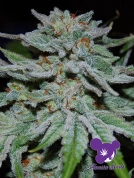 Slurricane Cannabisblüte – gewachsen aus Feminisierte Hanfsamen von Anesia Seeds