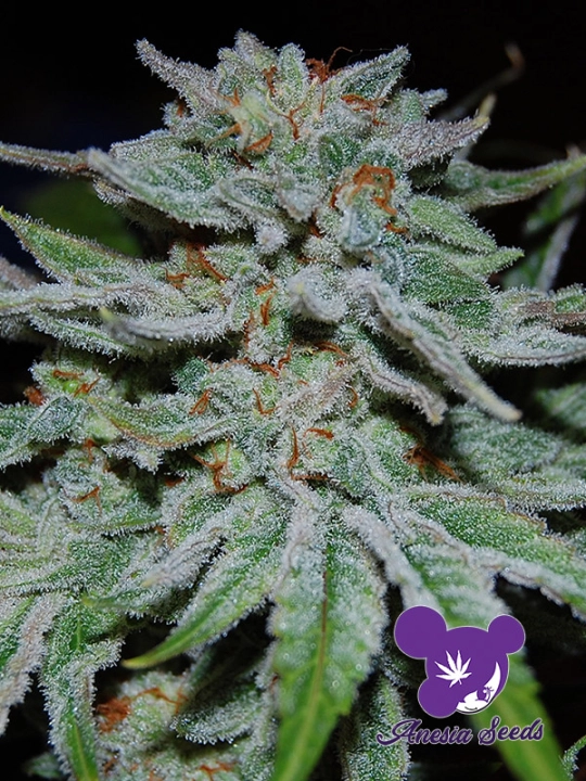 Slurricane – Anesia Seeds – Feminisiert