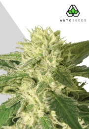 Auto #1 Cannabisblüte – gewachsen aus Automatic Hanfsamen von Auto Seeds