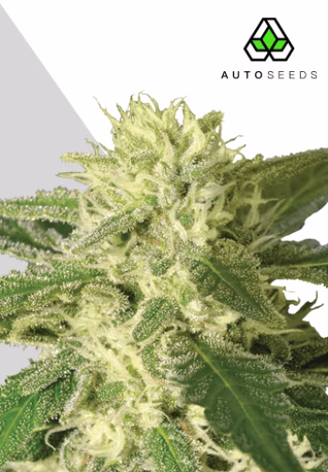 Auto #1 Cannabisblüte – gewachsen aus Automatic Hanfsamen von Auto Seeds