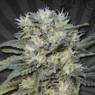 Auto Chemdog Cannabisblüte – gewachsen aus Automatic Hanfsamen von Auto Seeds