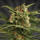 Auto Pounder Cannabisblüte – gewachsen aus Automatic Hanfsamen von Auto Seeds
