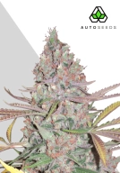 Berry Ryder Cannabisblüte – gewachsen aus Automatic Hanfsamen von Auto Seeds