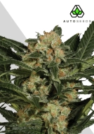 Candy Kush Cannabisblüte – gewachsen aus Automatic Hanfsamen von Auto Seeds