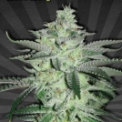 Diesel Berry Auto Cannabisblüte – gewachsen aus Automatic Hanfsamen von Auto Seeds