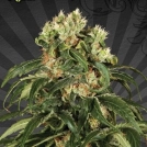 Hijack Auto Cannabisblüte – gewachsen aus Automatic Hanfsamen von Auto Seeds