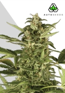 Juicy Lucy Cannabisblüte – gewachsen aus Automatic Hanfsamen von Auto Seeds