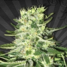 MiG-29 Auto Cannabisblüte – gewachsen aus Automatic Hanfsamen von Auto Seeds