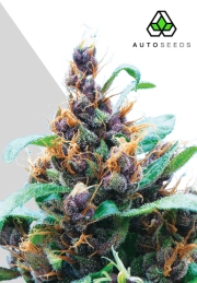 Purple Stilton Cannabisblüte – gewachsen aus Automatic Hanfsamen von Auto Seeds