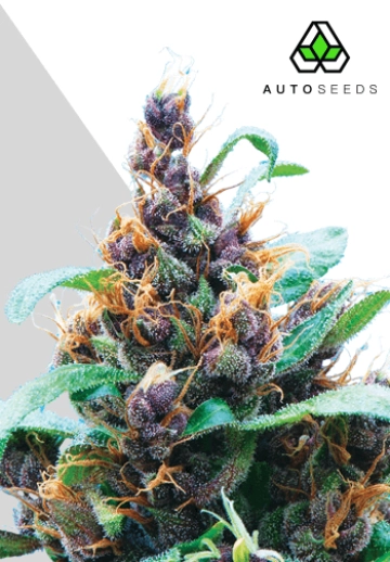 Purple Stilton Cannabisblüte – gewachsen aus Automatic Hanfsamen von Auto Seeds