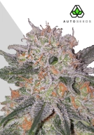 Trans Siberian Cannabisblüte – gewachsen aus Automatic Hanfsamen von Auto Seeds