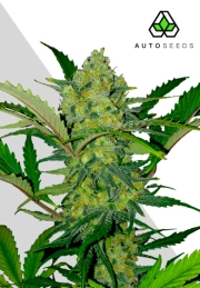 Ultra Lemon Haze Cannabisblüte – gewachsen aus Automatic Hanfsamen von Auto Seeds