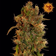 8 Ball Kush Cannabisblüte – gewachsen aus Feminisierte Hanfsamen von Barneys Farm