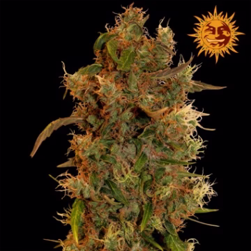 8 Ball Kush Cannabisblüte – gewachsen aus Feminisierte Hanfsamen von Barneys Farm
