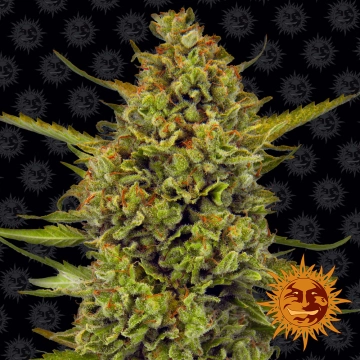 Acapulco Gold Cannabisblüte – gewachsen aus Feminisierte Hanfsamen von Barneys Farm