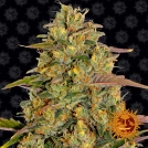 Amnesia Lemon Cannabisblüte – gewachsen aus Feminisierte Hanfsamen von Barneys Farm