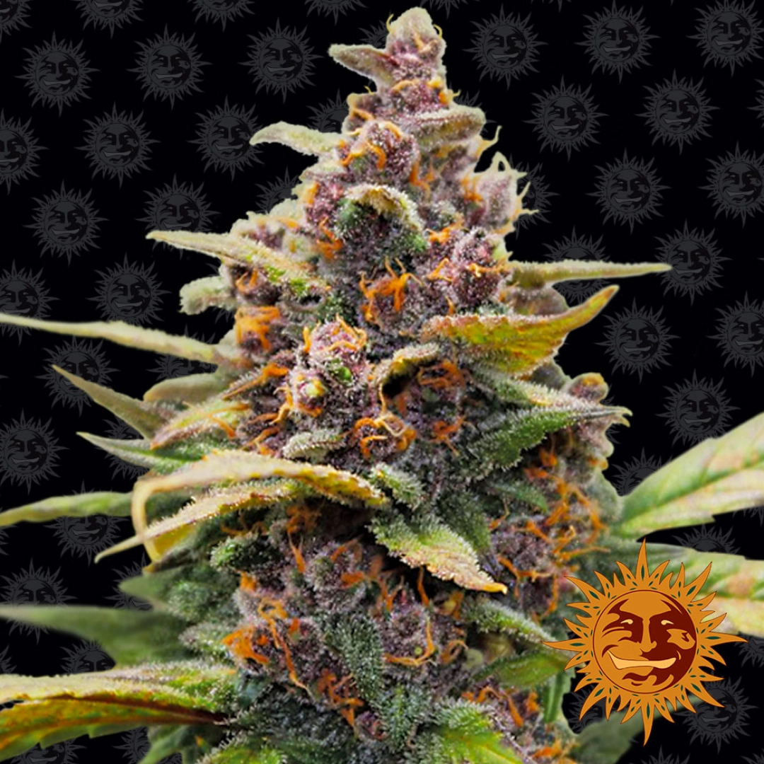 Ayahuasca Purple – Barneys Farm – Feminisiert