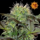 Bad Azz Kush Cannabisblüte – gewachsen aus Feminisierte Hanfsamen von Barneys Farm