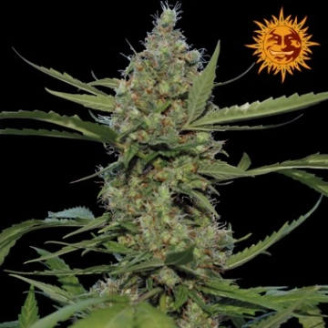 Barneys Laughing Buddha Cannabisblüte – gewachsen aus Feminisierte Hanfsamen von Barneys Farm