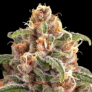 Blueberry Cheese Cannabisblüte – gewachsen aus Feminisierte Hanfsamen von Barneys Farm
