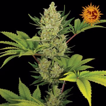 Blue Cheese Auto Cannabisblüte – gewachsen aus Automatic Hanfsamen von Barneys Farm