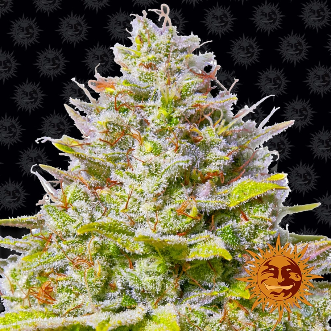 Blue Gelato 41 – Barneys Farm – Feminisiert