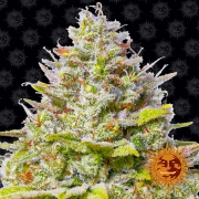 Blue Gelato 41 Cannabisblüte – gewachsen aus Feminisierte Hanfsamen von Barneys Farm