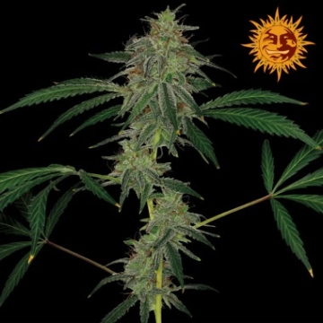 Blue Mammoth Auto Cannabisblüte – gewachsen aus Automatic Hanfsamen von Barneys Farm