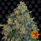 Blueberry OG Cannabisblüte – gewachsen aus Feminisierte Hanfsamen von Barneys Farm
