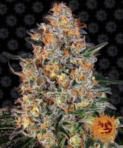 Bubba Kush – Barneys Farm – Feminisiert – Produktansicht 2