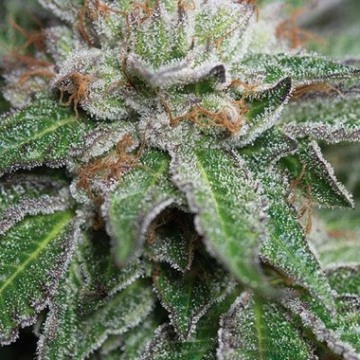 Bubba Kush Cannabisblüte – gewachsen aus Feminisierte Hanfsamen von Barneys Farm