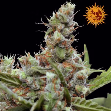 CBD Blue Shark Cannabisblüte – gewachsen aus Feminisierte Hanfsamen von Barneys Farm