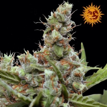 CBD Blue Shark Cannabisblüte – gewachsen aus Feminisierte Hanfsamen von Barneys Farm