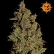 CBD Critical Cure Cannabisblüte – gewachsen aus Feminisierte Hanfsamen von Barneys Farm