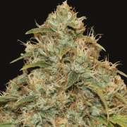 CBD Lemon Potion Auto Cannabisblüte – gewachsen aus Automatic Hanfsamen von Barneys Farm